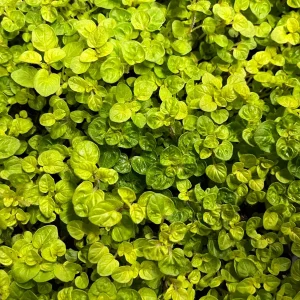 Marjoram Live Herb Plant Starter - Mediterranean Culinary Origanum majorana - Image 1