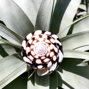 Marmoreous Sea Shell - Natural Beach Home Decor - Approx. 3 Inches - Image 2