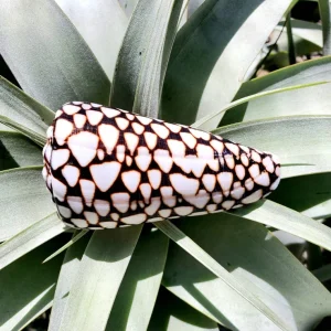 Marmoreous Sea Shell - Natural Beach Home Decor - Approx. 3 Inches - Image 3