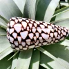 Marmoreous Sea Shell - Natural Beach Home Decor - Approx. 3 Inches - Image 1