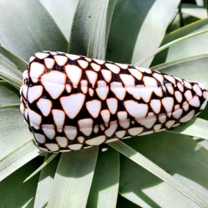 Marmoreous Sea Shell - Natural Beach Home Decor - Approx. 3 Inches - Image 1