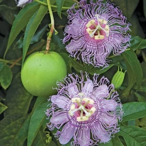 Maypop Passion Flower Live Plant - Passiflora Incarnata Hardy Purple Vine 6-12" Tall - Image 2