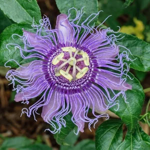 Maypop Passion Flower Live Plant - Passiflora Incarnata Hardy Purple Vine 6-12