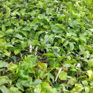 Maypop Passion Flower Live Plant - Passiflora Incarnata - 4 inch pot - Cold Hardy Zone 7 - Image 3