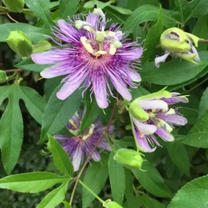 Maypop Passion Flower Live Plant - Passiflora Incarnata Hardy Purple Vine 6-12