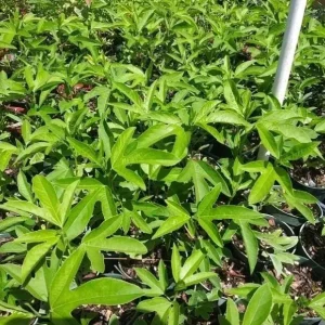 Maypop Passion Flower Live Plant - Passiflora Incarnata Hardy Purple Vine 6-12