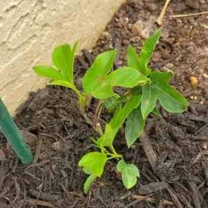 Maypop Passion Flower Live Plant - Passiflora Incarnata Hardy Purple Vine 6-12