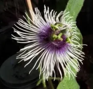 Maypop Passion Flower Live Plant - Passiflora Incarnata - 4 inch pot - Cold Hardy Zone 7 - Image 1