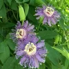 Maypop Passion Flower Live Plant - Passiflora Incarnata Hardy Purple Vine 6-12" Tall - Image 1