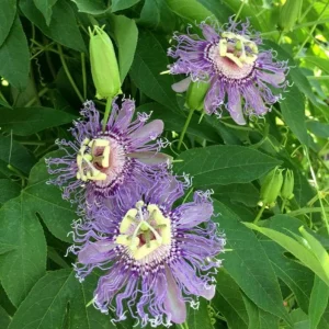 Maypop Passion Flower Live Plant - Passiflora Incarnata Hardy Purple Vine 6-12" Tall - Image 1