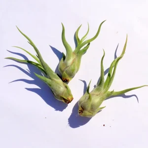 Medusa Air Plant Tillandsia Caput - Live Indoor Plant with Twisted Leaves - Image 2
