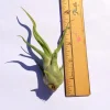 Medusa Air Plant Tillandsia Caput Medusae Live Plant Indoor - Image 1