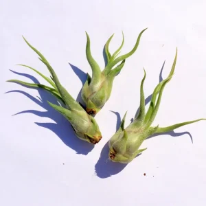 Medusa Air Plant Tillandsia Caput Medusae Live Plant Indoor - Image 2