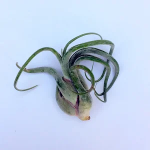 Medusa Air Plant Tillandsia Caput Medusae Live Plant Indoor - Image 3