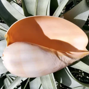Melo Sea Shell - Natural Beach Home Decor & Air Plant Holder - Image 2