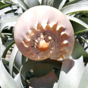 Melo Sea Shell - Natural Beach Home Decor & Air Plant Holder - Image 3