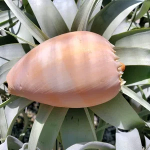 Melo Sea Shell - Natural Beach Home Decor & Air Plant Holder - Image 5