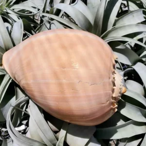 Melo Sea Shell - Natural Beach Home Decor & Air Plant Holder - Image 6
