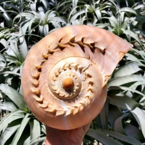 Melo Sea Shell - Natural Beach Home Decor & Air Plant Holder - Image 1