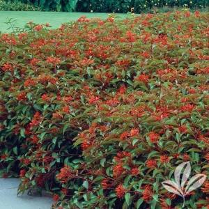 Mexican Firebush Live Plants - 2-Pack Hamelia patens, 5-9 in, Hummingbird Bush - Image 2