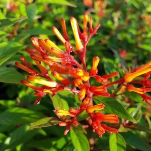 Mexican Firebush Live Plants - 2-Pack Hamelia patens, 5-9 in, Hummingbird Bush - Image 3