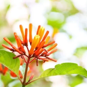 Mexican Firebush Live Plants - 2-Pack Hamelia patens, 5-9 in, Hummingbird Bush - Image 4