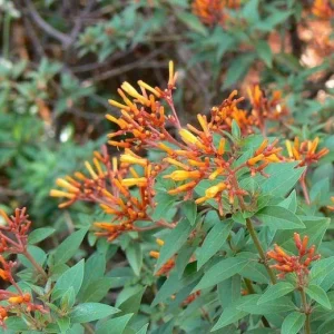 Mexican Firebush Live Plants - 2-Pack Hamelia patens, 5-9 in, Hummingbird Bush - Image 5