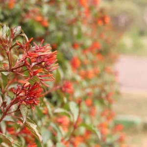 Mexican Firebush Live Plants - 2-Pack Hamelia patens, 5-9 in, Hummingbird Bush - Image 6