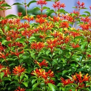 Mexican Firebush Live Plants - 2-Pack Hamelia patens, 5-9 in, Hummingbird Bush - Image 7