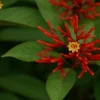 Mexican Firebush Live Plants - 2-Pack Hamelia patens, 5-9 in, Hummingbird Bush - Image 1