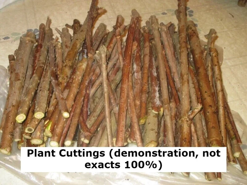 Milk Crape Myrtle Cuttings - 7 Fast Growing Rooting Plants for Outdoor - Image 3