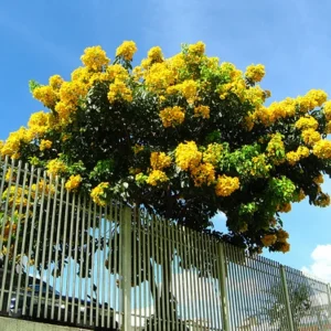 Milk Crape Myrtle Cuttings - 7 Fast Growing Rooting Plants for Outdoor - Image 4