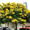 Milk Crape Myrtle Cuttings - 7 Fast Growing Rooting Plants for Outdoor - Image 1