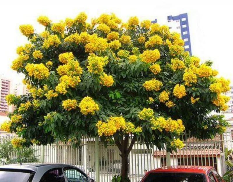 Milk Crape Myrtle Cuttings - 7 Fast Growing Rooting Plants for Outdoor - Image 1