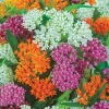 Milkweed Mix Live Plants - Asclepias Species - 2-5" Tall - Pollinator Garden - Image 1
