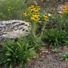 Missouri Coneflower Live Plant - Rudbeckia Missourensis Starter Plant 2.5x3.5 Inch Pot Outdoor - Image 1