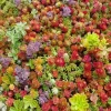 Mixed Sedum Seeds - Stonecrop Succulent Groundcover - Perennial - 100+ Seeds - Image 1