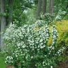 Mock Orange 'Illuminati Spice' Live Plant - 5-7 Inch Starter Shrub - Image 1