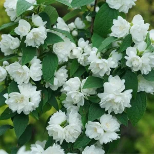 Mock Orange 'Illuminati Spice' Live Plant - 5-7 Inch Starter Shrub - Image 2