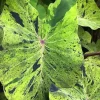 Mojito Colocasia Live Plant - 6-10" Tall Variegated Elephant Ear in 3 Inch Pot - Tropical Indoor Foliage - Image 1