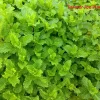 Mojito Mint Live Plant - 4 inch Pot - Aromatic Herb - Image 1