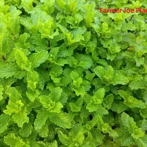 Mojito Mint Live Plant - 4 inch Pot - Aromatic Herb - Image 1