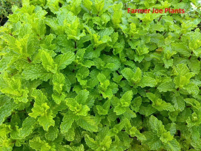Mojito Mint Live Plant - 4 inch Pot - Aromatic Herb - Image 1