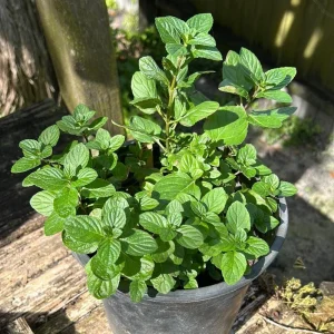 Mojito Mint Live Plants 3-Pack, 5-9
