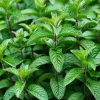 Mojito Mint Live Plants 3-Pack, 5-9" Tall - Authentic Mentha x villosa - Image 1