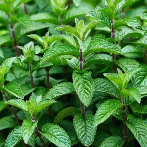 Mojito Mint Live Plants 3-Pack, 5-9