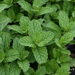 Mojito Mint Live Plants 3-Pack, 5-9