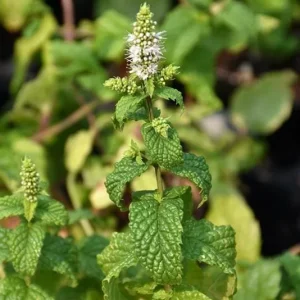 Mojito Mint Live Plants 3-Pack, 5-9