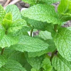 Mojito Mint Seeds (5000 Count) or Live Plant (4-7 Inch Tall) - Non-GMO Herb for Culinary & Garden - Image 4
