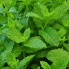 Mojito Mint Seeds (5000 Count) or Live Plant (4-7 Inch Tall) - Non-GMO Herb for Culinary & Garden - Image 1